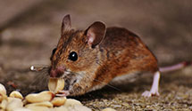 24 Hour & Emergency Exterminators in Proctor, PA